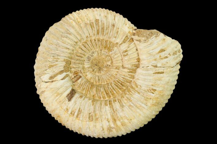 Jurassic Ammonite (Perisphinctes) Fossil - Madagascar #152775